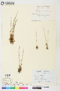 Saxifraga cernua image