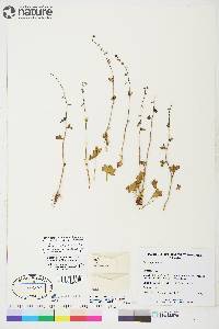 Saxifraga cernua image