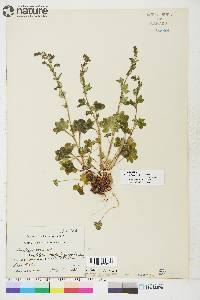 Saxifraga cernua image