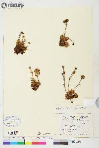 Saxifraga cespitosa image