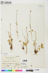 Saxifraga cernua image