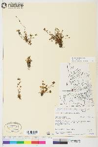 Saxifraga hyperborea image