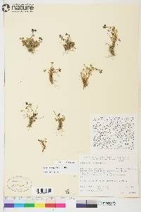 Saxifraga hyperborea image