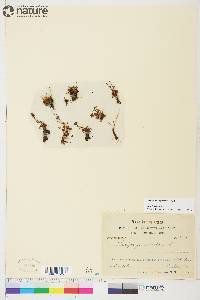 Saxifraga hyperborea image