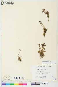 Saxifraga hyperborea image