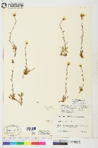 Saxifraga hirculus subsp. propinqua image