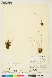 Parnassia kotzebuei image