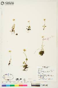 Parnassia palustris image