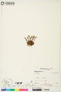 Saxifraga cespitosa image