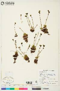 Saxifraga cespitosa image