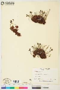 Saxifraga cespitosa image