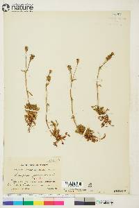 Saxifraga cespitosa image