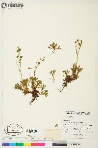 Saxifraga cespitosa image