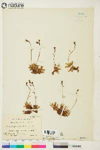 Saxifraga cespitosa image