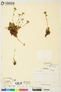 Saxifraga cespitosa image