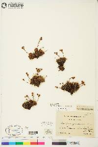 Saxifraga cespitosa image