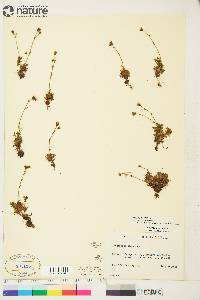 Saxifraga cespitosa image