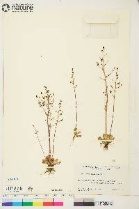 Saxifraga foliolosa image