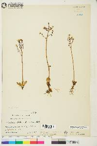 Micranthes foliolosa image