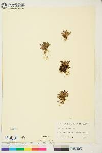 Saxifraga foliolosa image