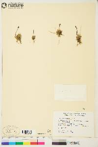 Micranthes foliolosa image