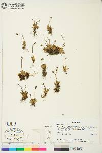 Saxifraga foliolosa image