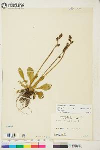 Saxifraga hieraciifolia image