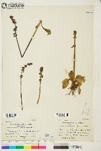 Saxifraga hieraciifolia image