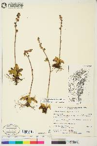 Saxifraga hieraciifolia image