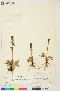 Saxifraga hieraciifolia image