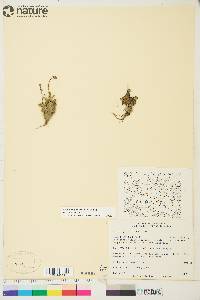 Micranthes foliolosa image