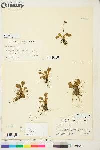 Saxifraga nivalis image