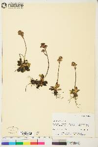 Saxifraga nivalis image