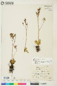 Saxifraga reflexa image