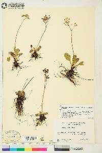 Saxifraga reflexa image