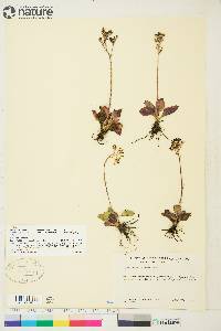 Saxifraga reflexa image