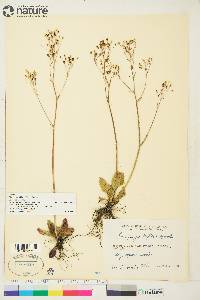 Saxifraga reflexa image