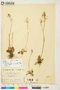 Saxifraga reflexa image