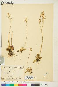 Saxifraga reflexa image