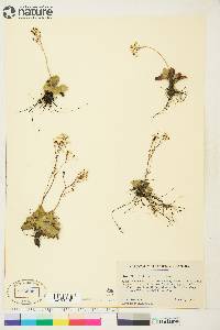 Micranthes reflexa image