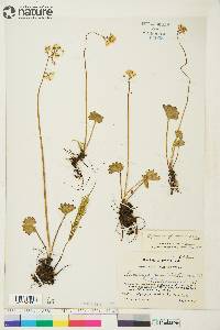 Micranthes nelsoniana subsp. nelsoniana image
