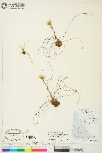 Saxifraga flagellaris subsp. setigera image