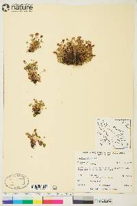 Saxifraga rivularis image