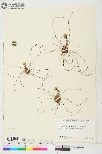 Saxifraga flagellaris subsp. platysepala image