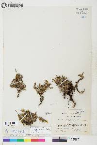 Dryas ajanensis subsp. beringensis image