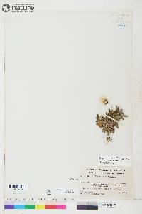Dryas ajanensis subsp. beringensis image