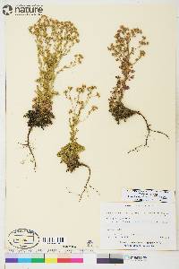 Chamaerhodos erecta subsp. nuttallii image