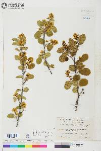 Amelanchier alnifolia image