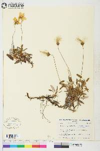 Dryas integrifolia subsp. sylvatica image
