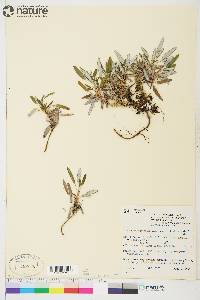 Dryas integrifolia subsp. sylvatica image